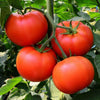 Homestead heirloom slicing tomatoes grown from seeds available from Seed World
