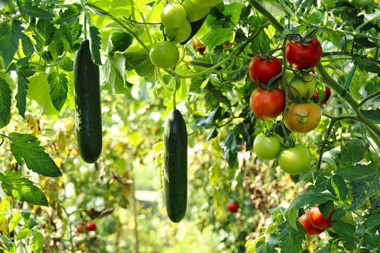 7 Best Vegetables to start from Seeds this Summer Season - Seed World