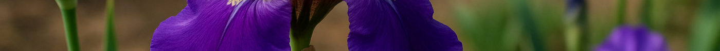Growing Perennial Iris: Complete Guide from Seed to Bloom