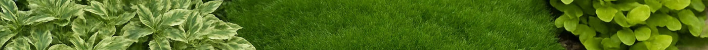 Low-Maintenance Ground Cover Plants for Busy Gardeners