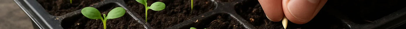 Vegetable Seed Germination Tips for Maximum Success Rate