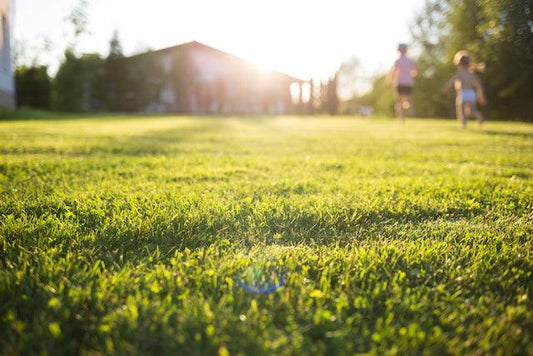 All You Need to Know About Grass Seeds: A Comprehensive Guide - Seed World