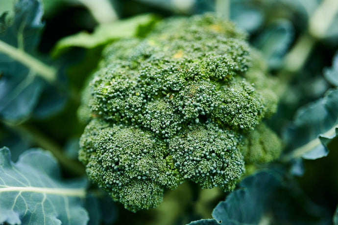 Broccoli: How to Plant, Grow and Harvest Broccoli from Seeds