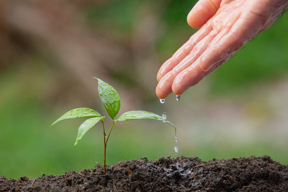 Process of Plant Growth