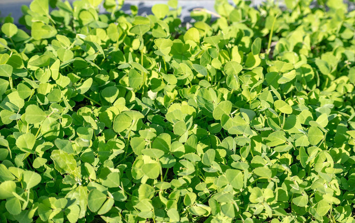 Grow and Harvest Fenugreek at Home