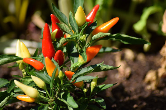 Grow Chilli Peppers from Seeds β In 4 Easy Steps - Seed World