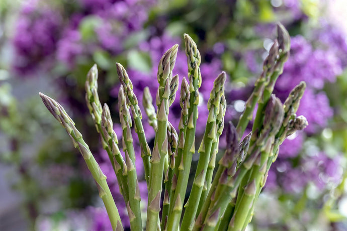 Growing Asparagus from Seeds to Harvest