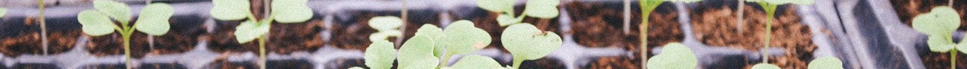 How best to grow plants from seeds | 10 Step Germination - Seed World