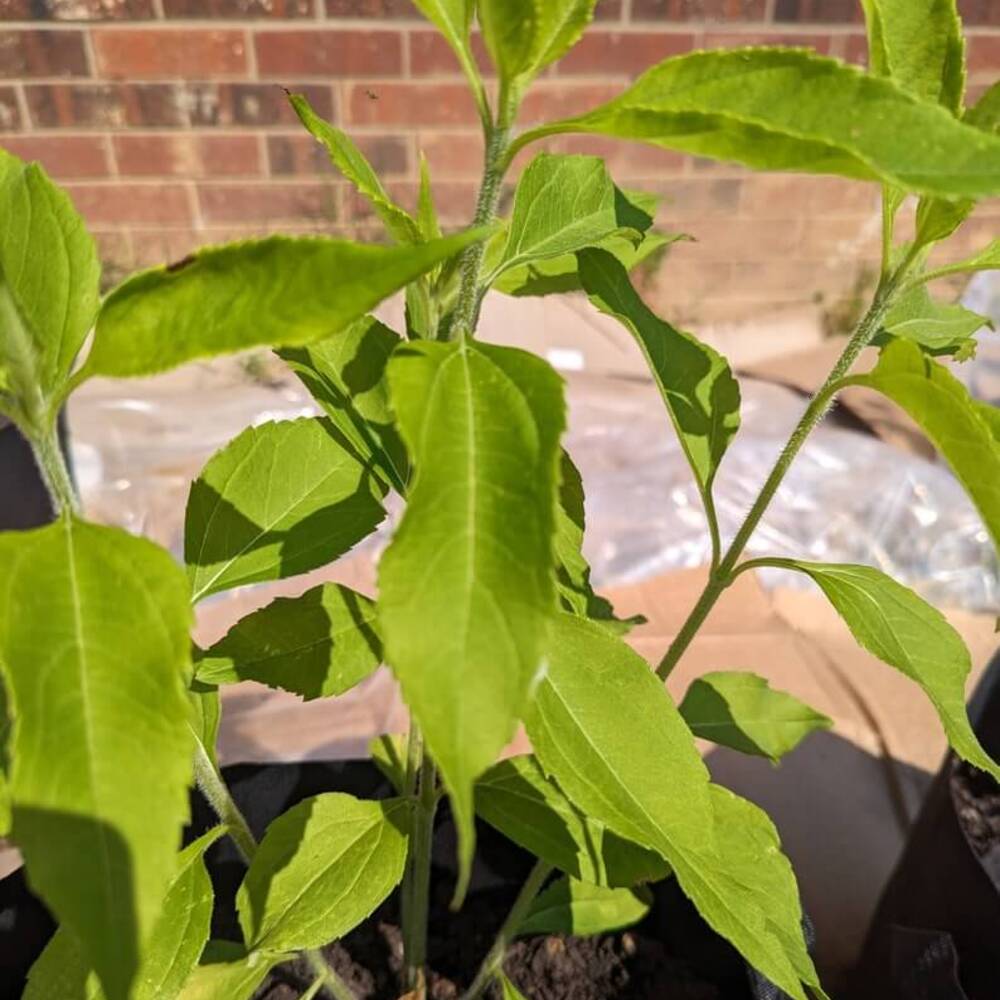 1 Sunchoke or Jerusalem Artichoke Seedlings (>12")