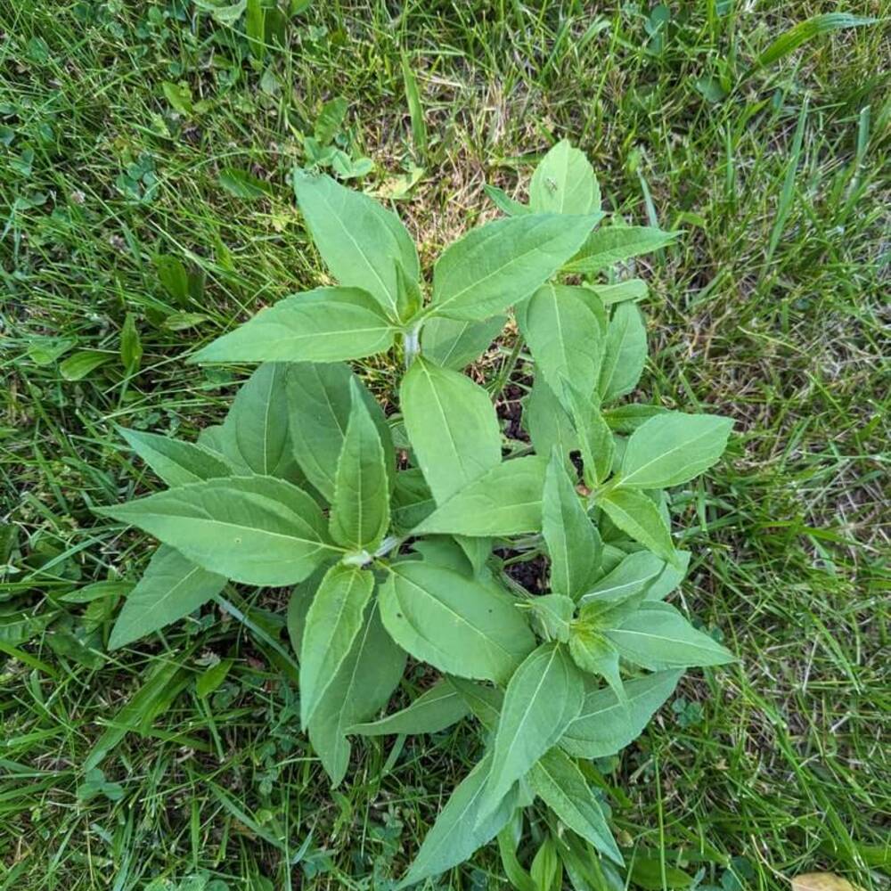 1 Sunchoke or Jerusalem Artichoke Seedlings (>12")