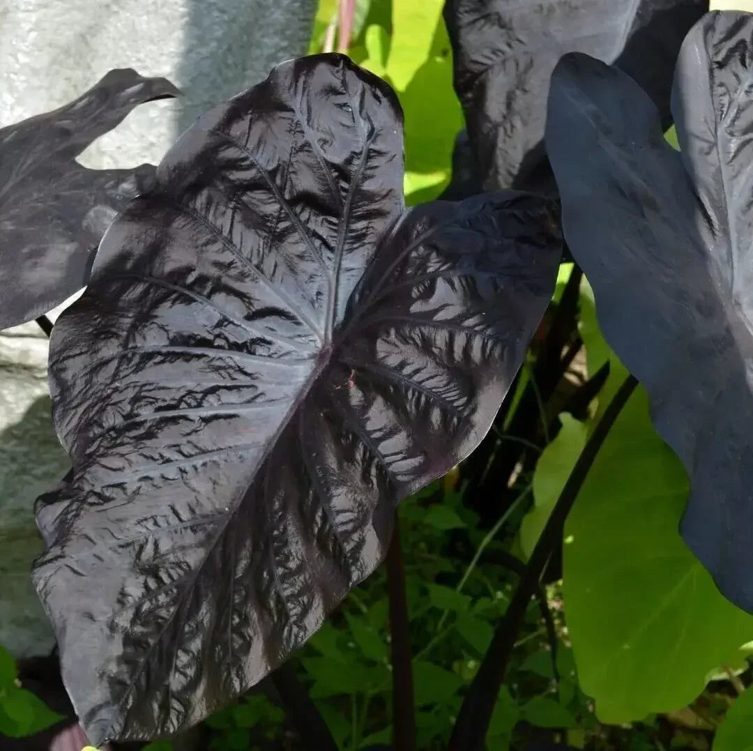 1 Black Sapphire Gecko Elephant Ear - Colocasia Live Plant - Seed World