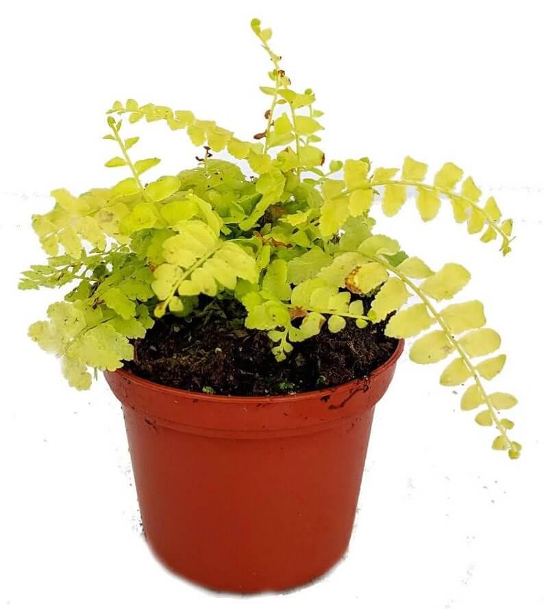 1 Boston Fern Lime Green - Starter Plant - Seed World