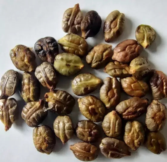 15 Bronze Muscadine Grape Seeds