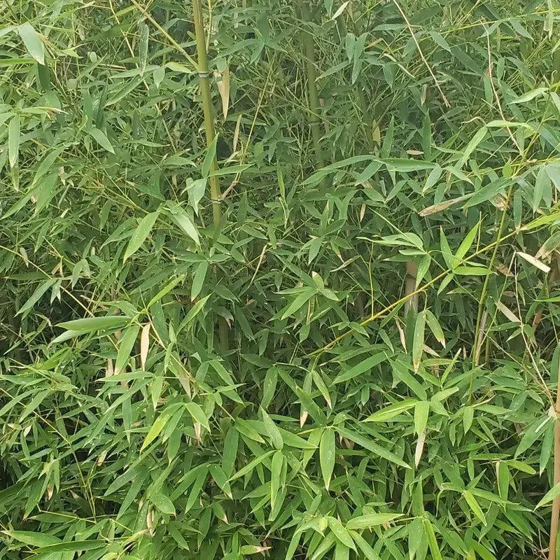 1 Live Bamboo Roots – Fast-Growing Privacy & Landscaping Solution - Seed World