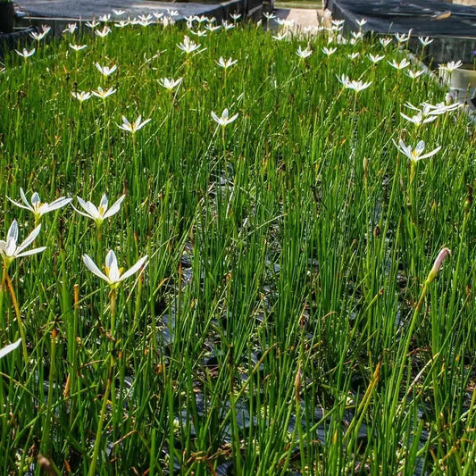 1 Live White Zephyr Lily – Tropical Pond & Marginal Water Plant - Seed World