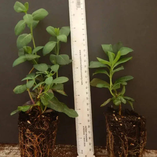 1 Peaches & Cream Honeysuckle Vine - Rooted Starter Plant - Seed World