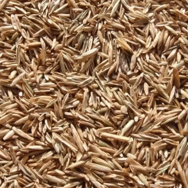 1 Pound Annual Rye Grass Seeds - Seed World
