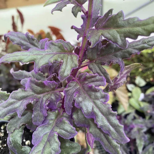 1 Purple Velvet Live Plant - Small Starter Plant (Approx. 3" Tall) - Seed World