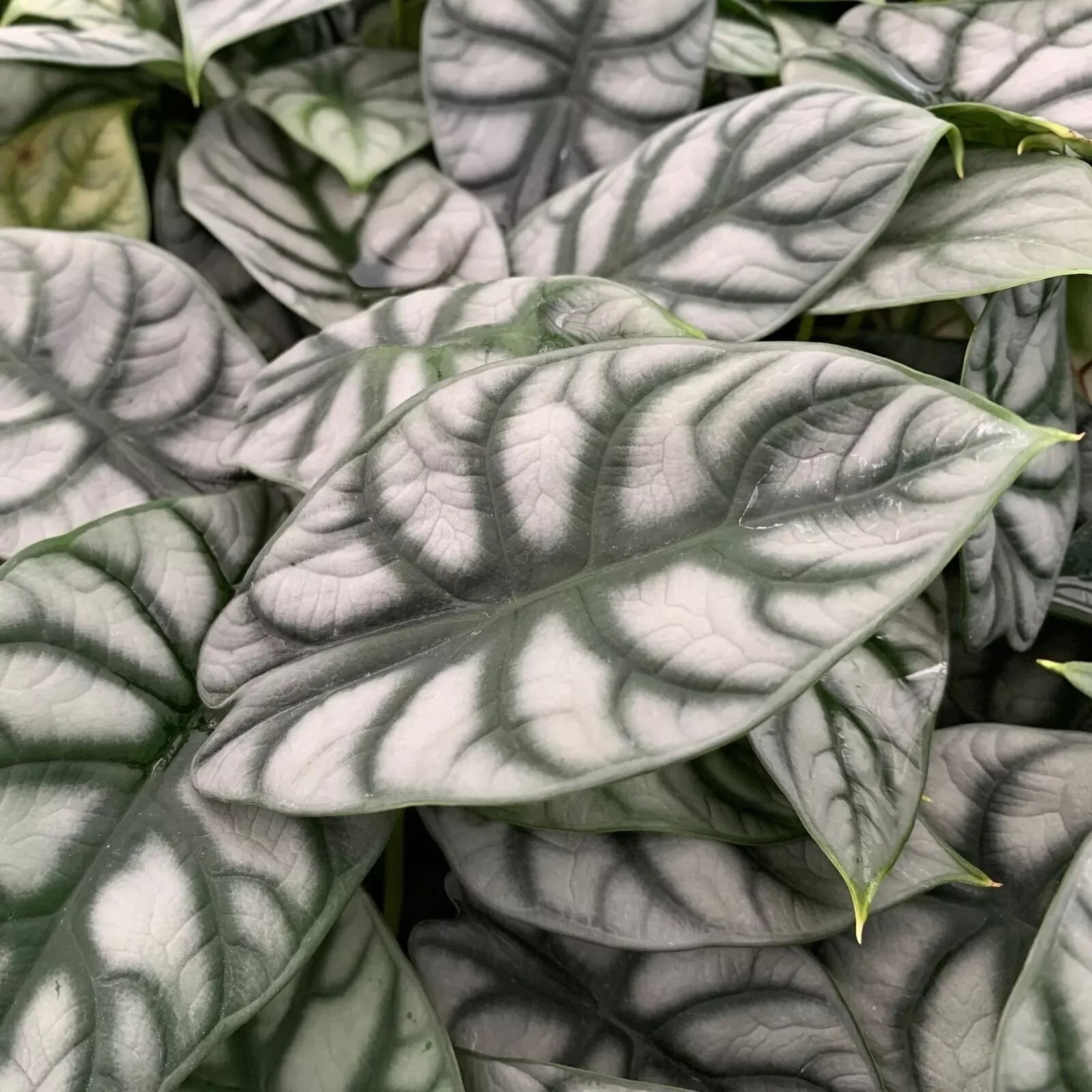 1 Silver Dragon Elephant Ear - Alocasia baginda Live Plant - Seed World