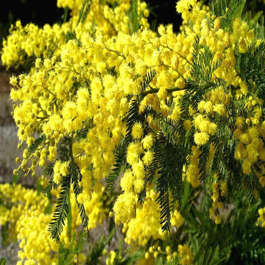 10 Acacia Confusa Seeds - Seed World
