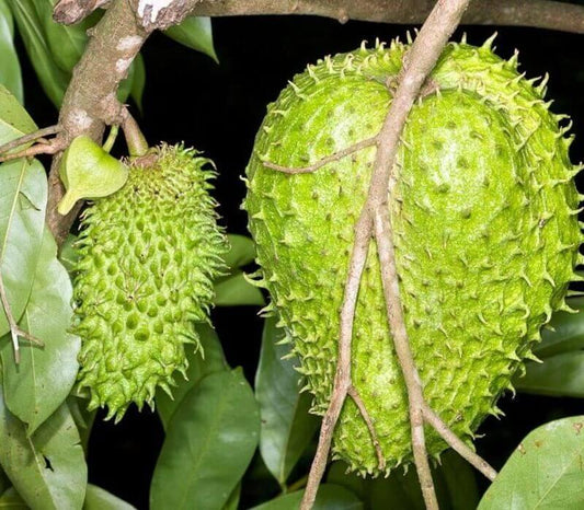 10 Annona Muricata Seeds - Seed World