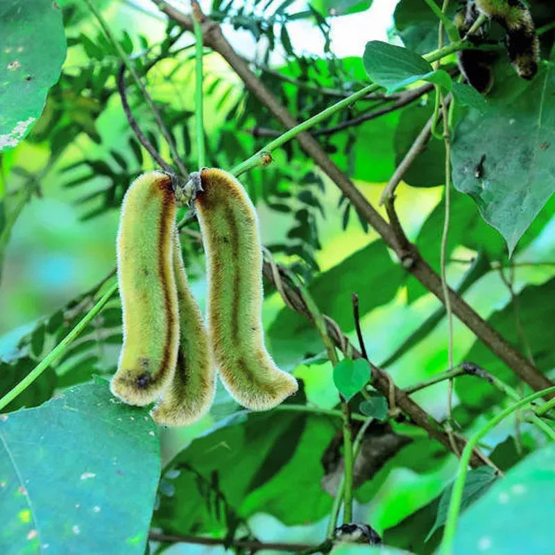 10 Black Velvet Bean Seeds (Mucuna pruriens) – Ornamental Climbing Vine - Seed World