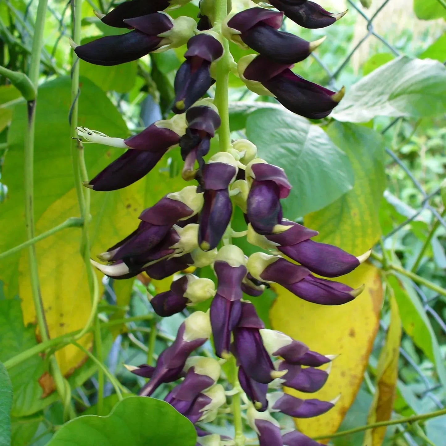 10 Black Velvet Bean Seeds (Mucuna pruriens) – Ornamental Climbing Vine - Seed World
