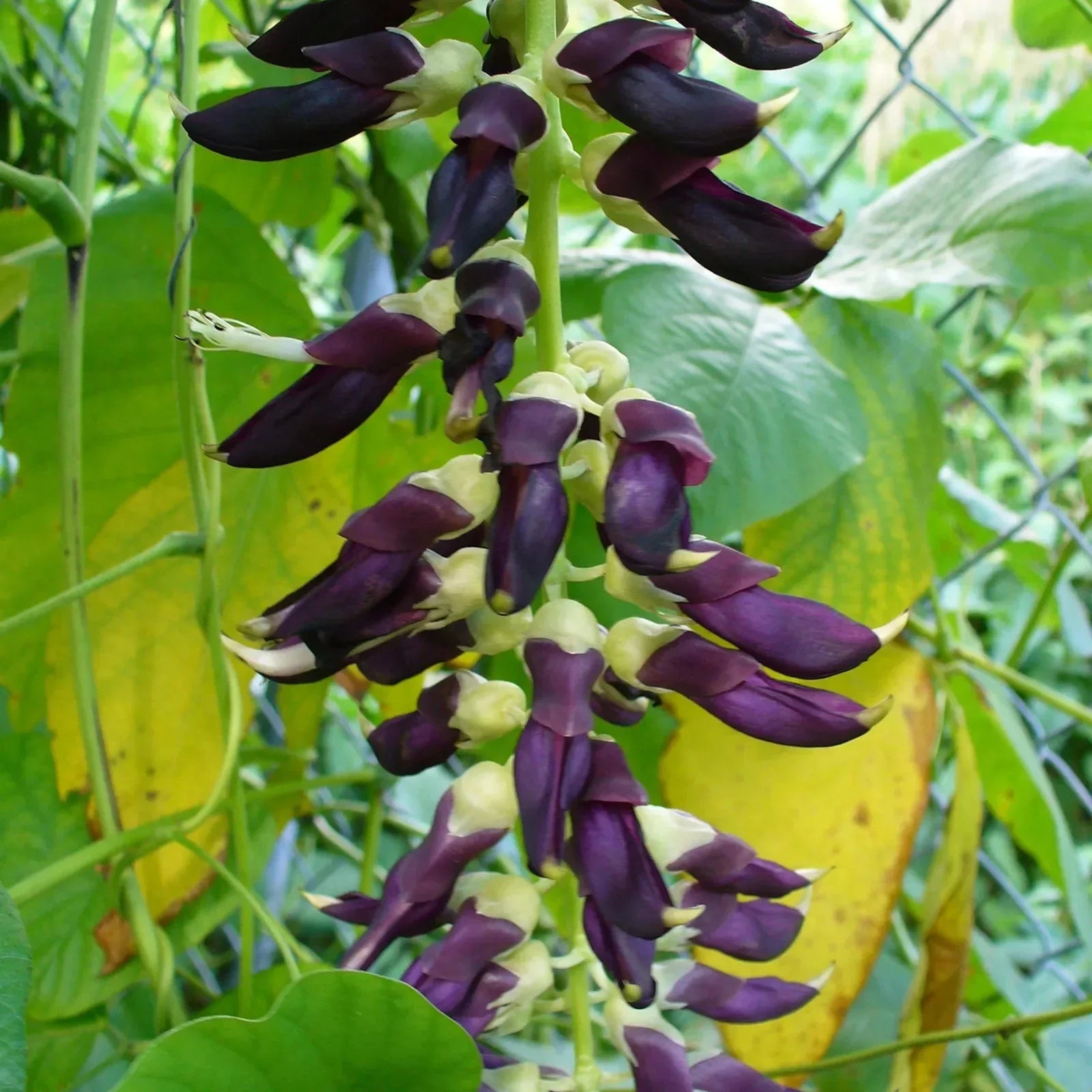 10 Black Velvet Bean Seeds (Mucuna pruriens) – Ornamental Climbing Vine - Seed World