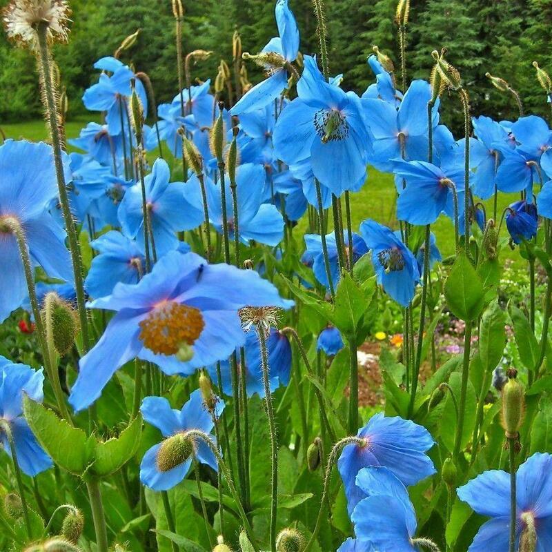 Vibrant Himalayan Blue Poppy flowers in full bloom – rare Meconopsis betonicifolia