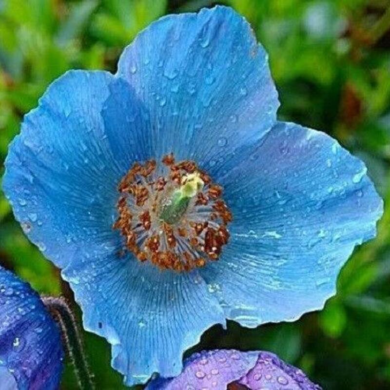 Himalayan Blue Poppy flower covered in fresh morning dew