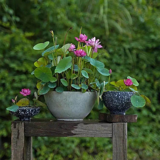 10 Bowl Lotus Seeds - Mix Colors - Seed World