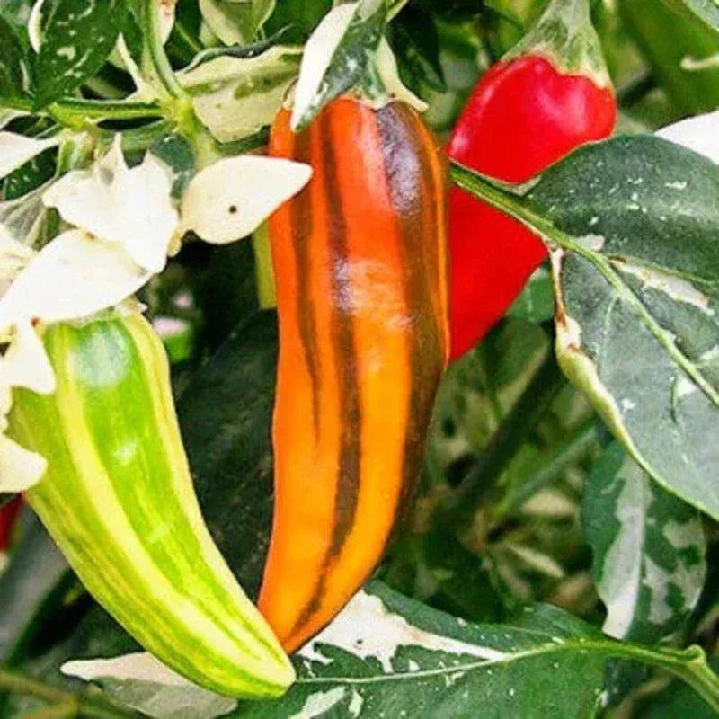10 Fish Pepper Seeds - Seed World