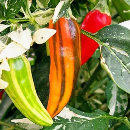 Colorful chili peppers on a plant with green leaves and white flowers.