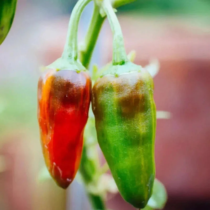 Two red and green peppers on a plant with a blurred background