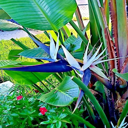 10 Giant White Bird Of Paradise Seeds - Seed World
