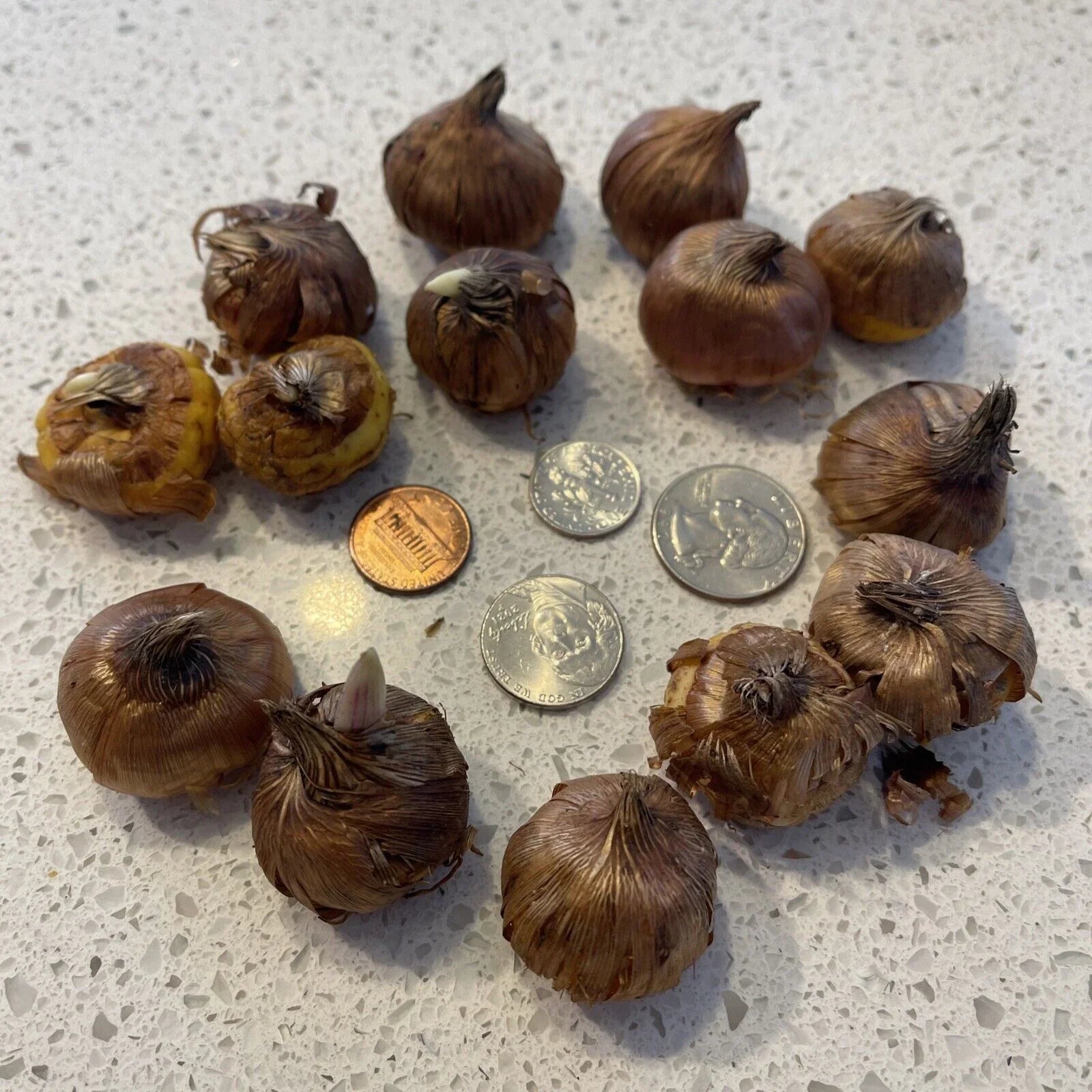 10 Gladiolus Bulbs - Mix - Seed World