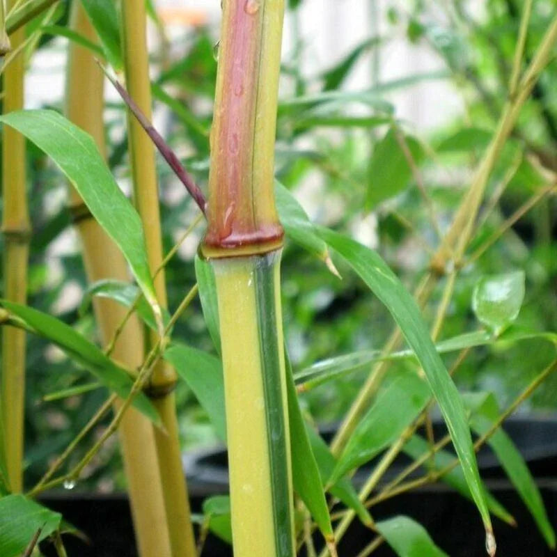 Close-up of a bamboo plant with green leaves and a blurred background