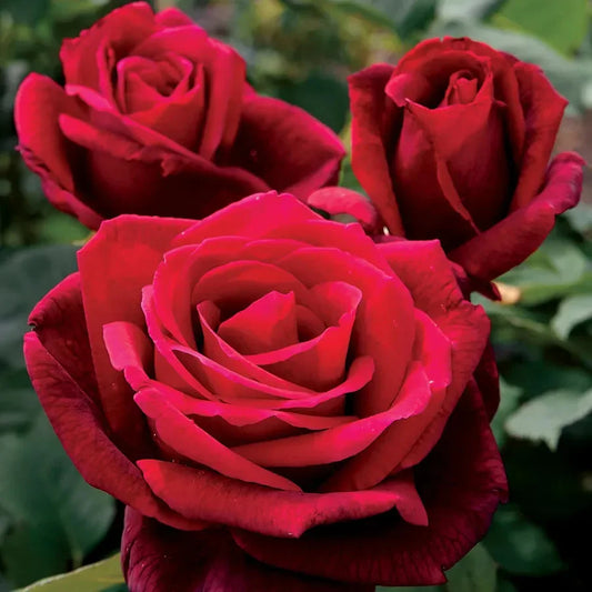 Close-up of three red roses with green leaves in the background