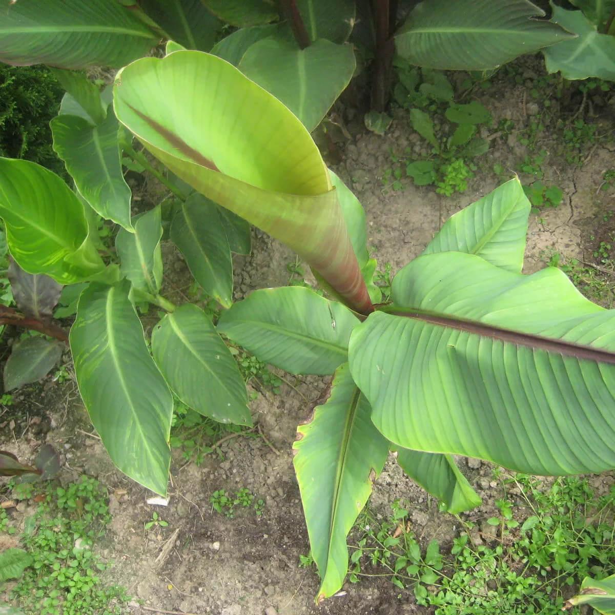 10 Musa Itinerans - Burmese Blue Banana Seeds - Seed World