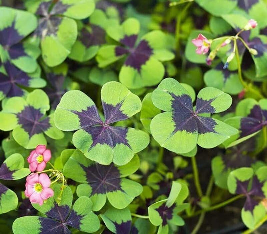 10 Oxalis Iron Cross Bulbs - Good Luck Plant - Seed World