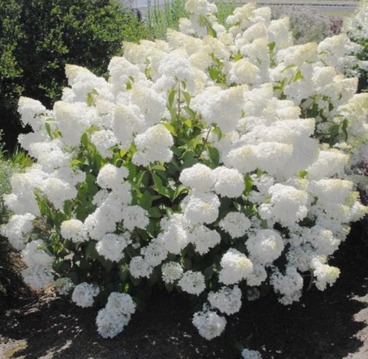 10 Pee Gee Hydrangea Seeds β Panicle Hydrangea - Seed World