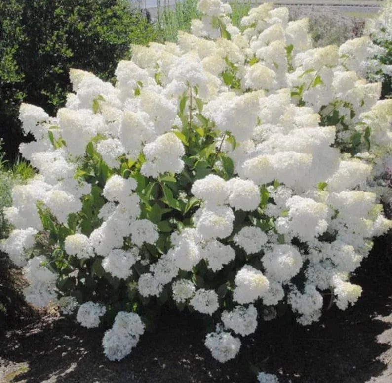 10 Pee Gee Hydrangea Seeds – Panicle Hydrangea - Seed World