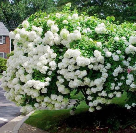 10 Pee Gee Hydrangea Seeds β Panicle Hydrangea - Seed World