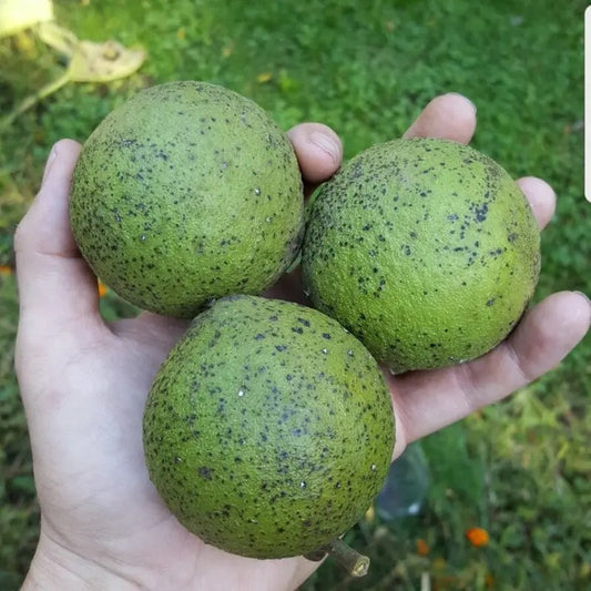 10 Real Wisconsin Black Walnut Seeds – Juglans nigra - Seed World