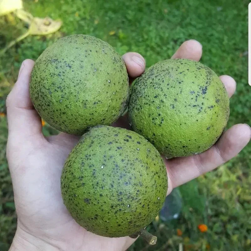 10 Real Wisconsin Black Walnut Seeds – Juglans nigra - Seed World