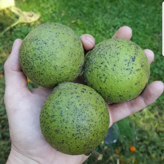10 Real Wisconsin Black Walnut Seeds β Juglans nigra - Seed World