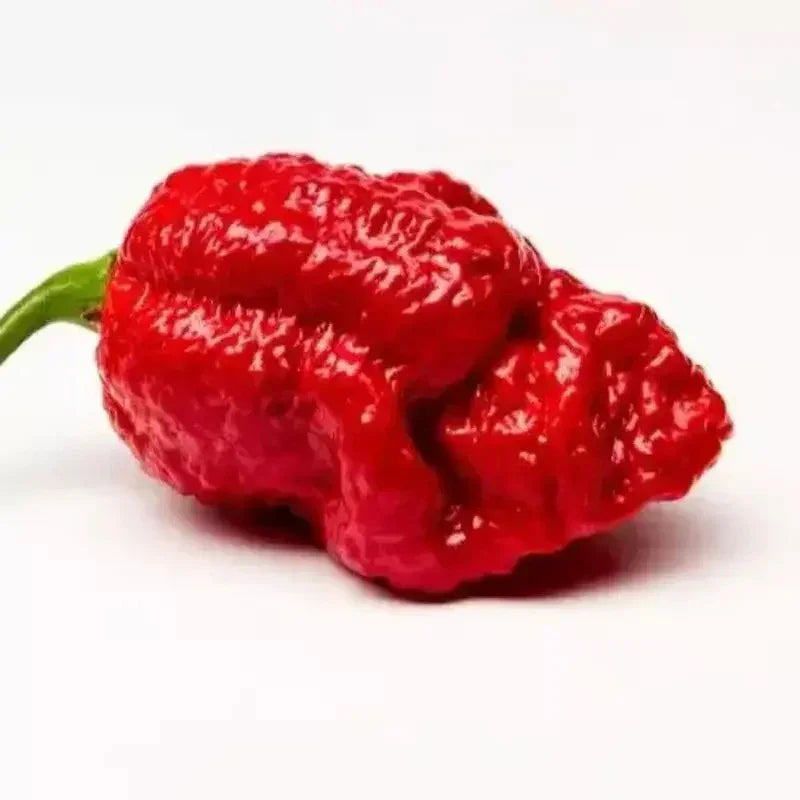 10 Super Hot 7 Pot Red Brain Strain Pepper Seeds - Seed World