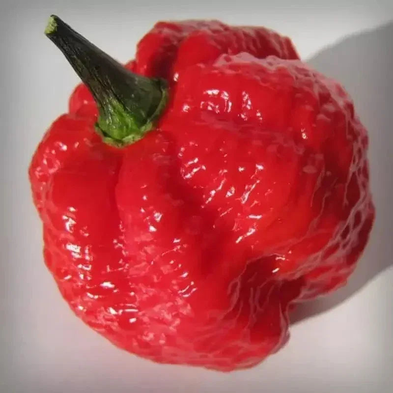10 Super Hot 7 Pot Red Brain Strain Pepper Seeds - Seed World