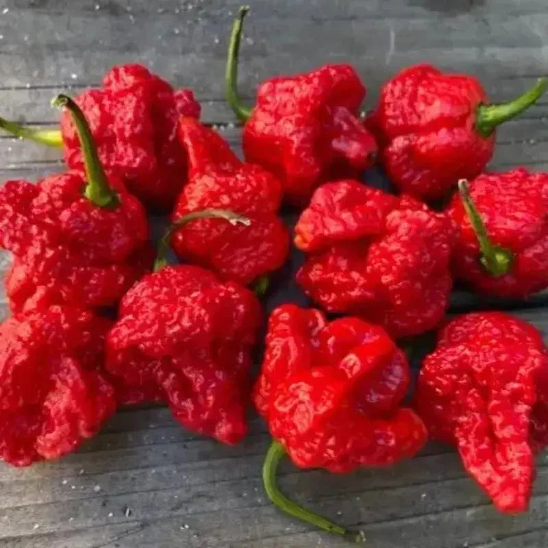 10 Super Hot 7 Pot Red Brain Strain Pepper Seeds - Seed World