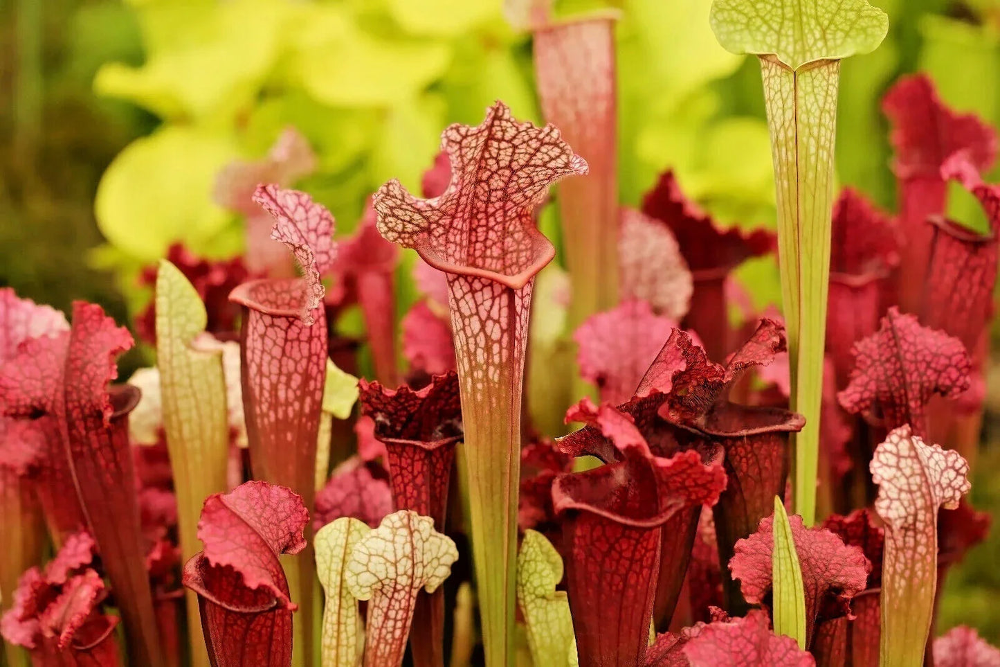 10 Trumpet Pitcher Plant Seeds - Mixed Species - Seed World